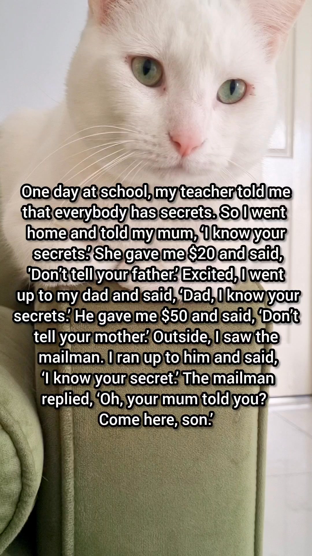 Everybody has secrets… even the mailman! 😅 | Moomoo Cat