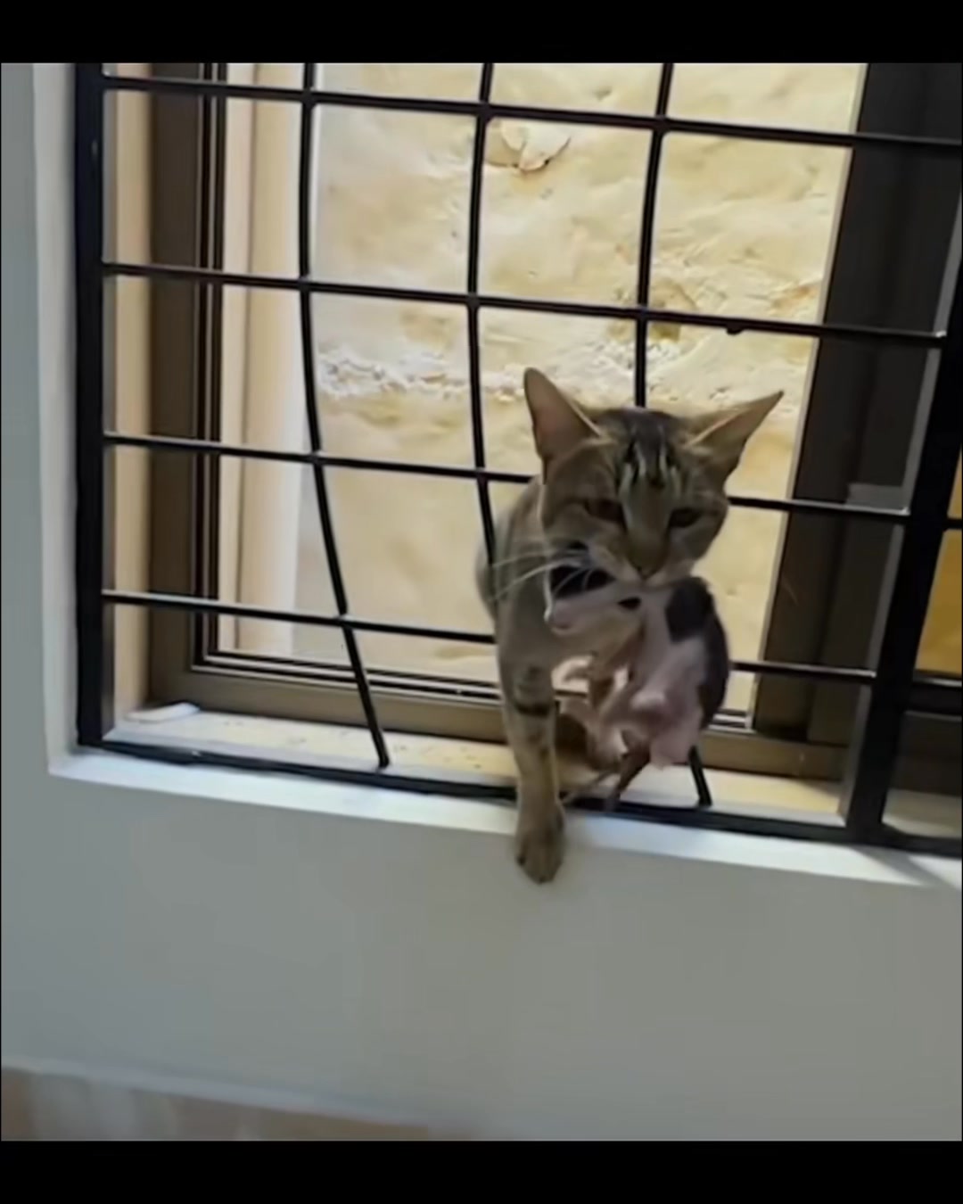 💖 Cat Mom & 5 Little Angels 💖 Silent Hero! Mother Cat Rescues Her 5 ...