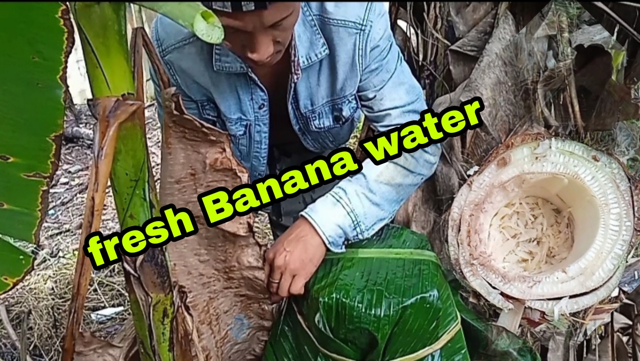 Bukal ng tubig sa Puno ng saging Marami palang Pinipisyo sa ating ...