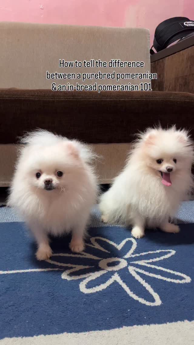 How to tell the difference between a purebred pomeranian & a in-bread ...