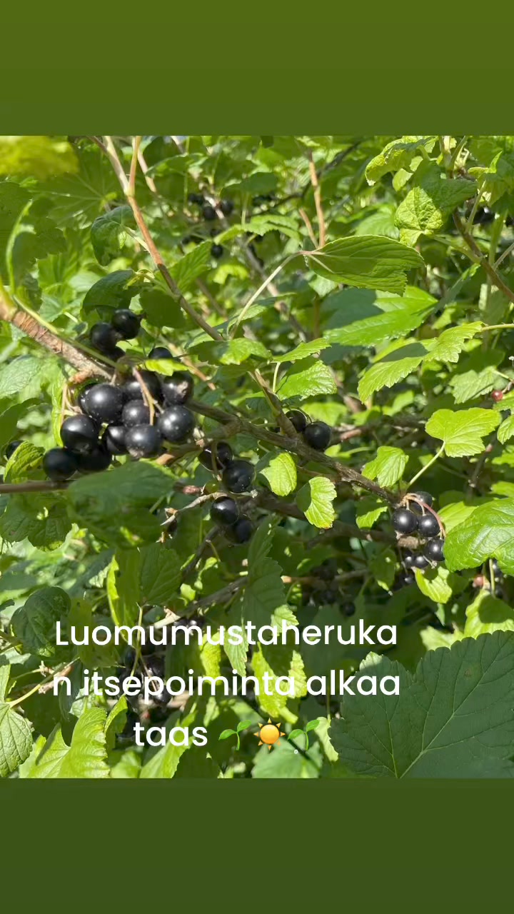 Lauantaina 13.12. 🍎Omenatilan omat joulumarkkinat klo 11-15 🍎Nummisten ...