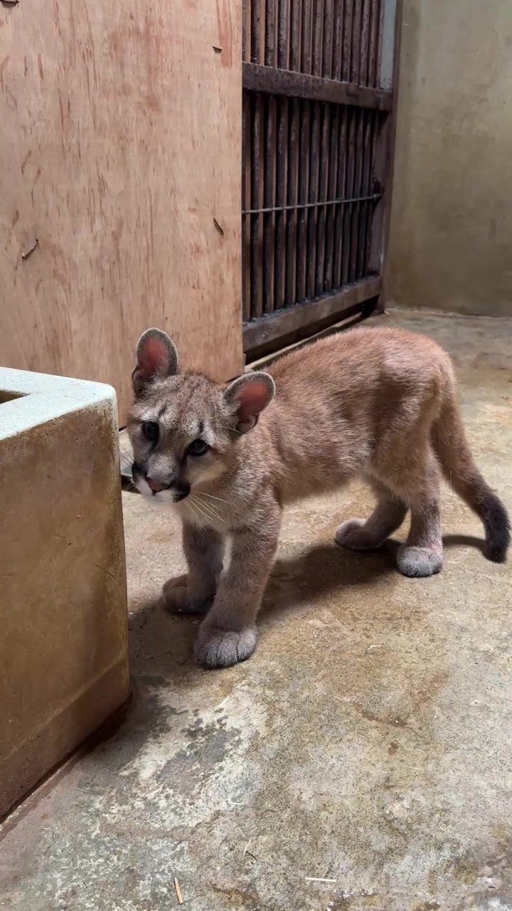 ついに“キャフ”が退院！約50日ぶりの獣舎です。環境の変化に強い個体だけあって非常に落ち着いています。毎日少しずつ“ニーナ”、“シェダル”との ...