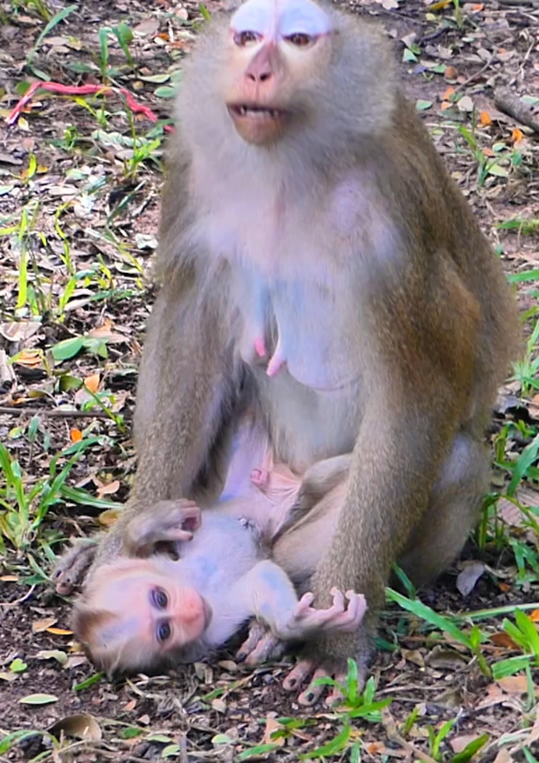 Best Action! Baby monkey asking mom for milk by love #babymonkey # ...