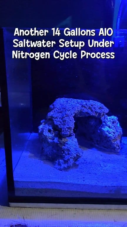 Photo inspiration: Fresh Look at Another 14 Gallons Aio Saltwater Setup Under Nitrogen Cycle Process