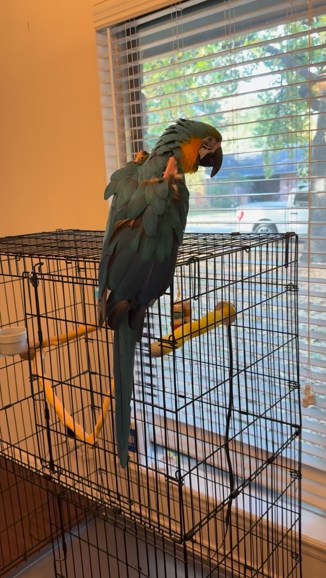 Image showcasing This is the most convenient travel setup l've found. The cage is on ...