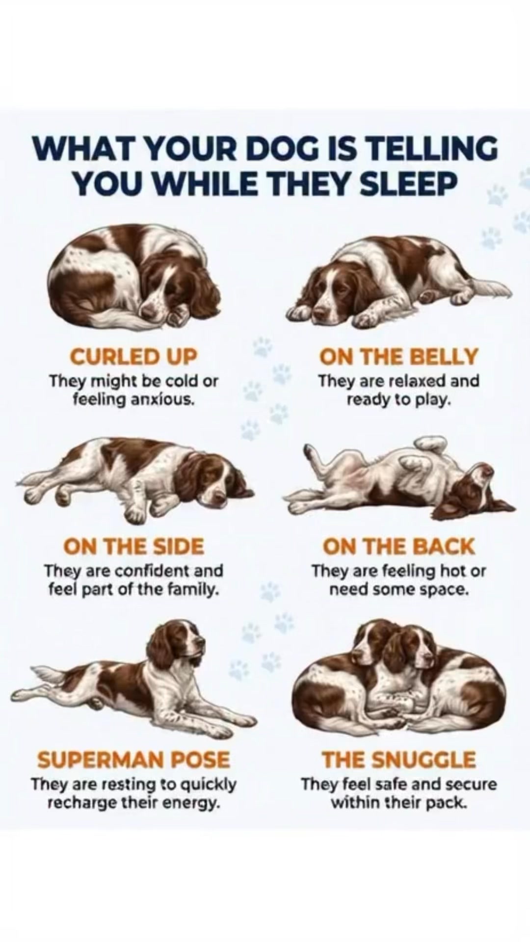 Canine sleep patterns are essential for physical recovery and maintaining a healthy nervous system throughout their busy lives Some dogs prefer to lay completely flat on their stomachs to recharge