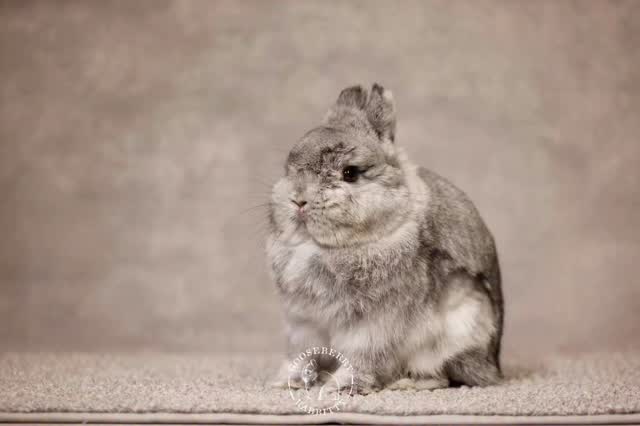 #netherlanddwarf #bunnyoftheday #gooseberryrabbity #rabbitsworldwide # ...