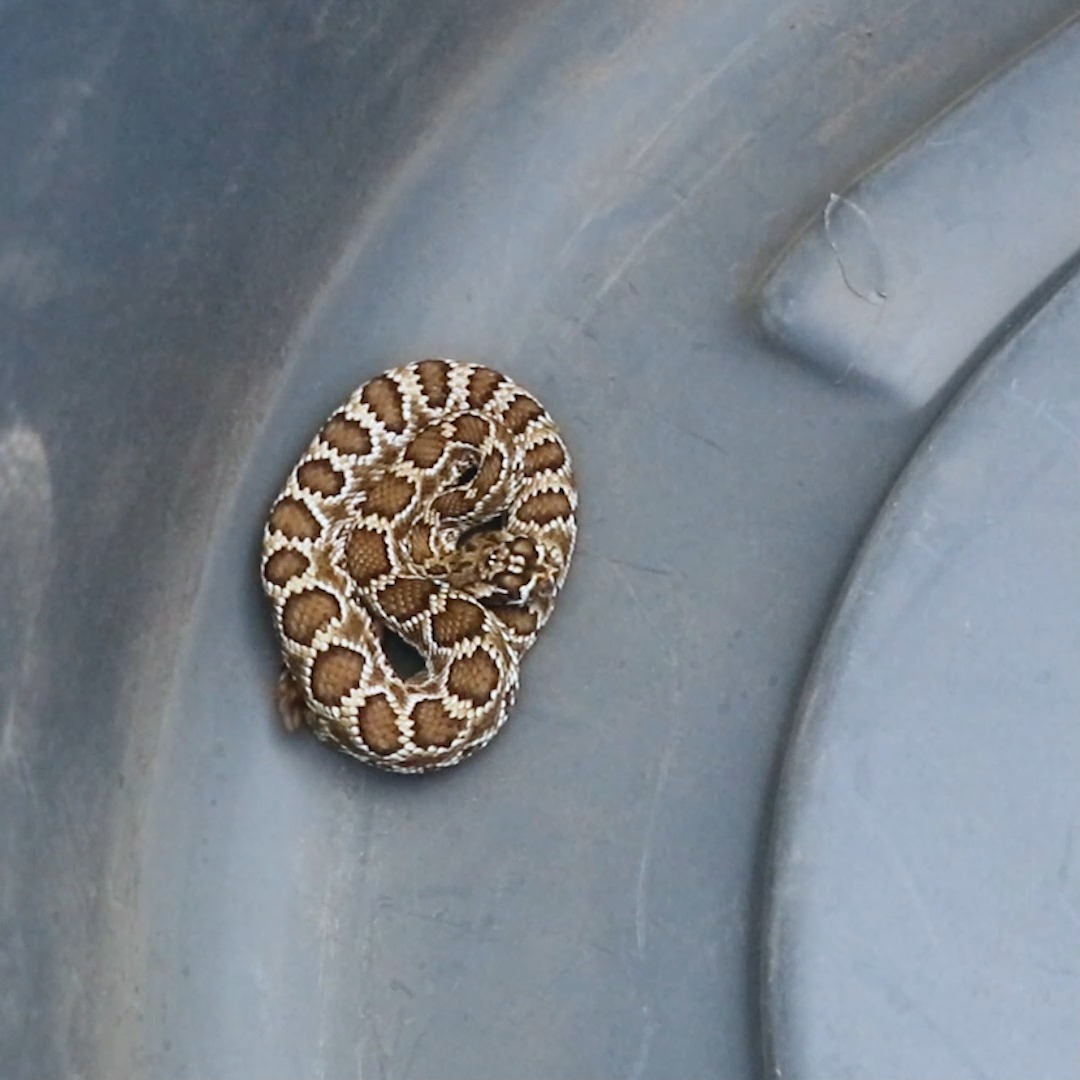 This time of year is usually too cold to see many reptiles, but that ...