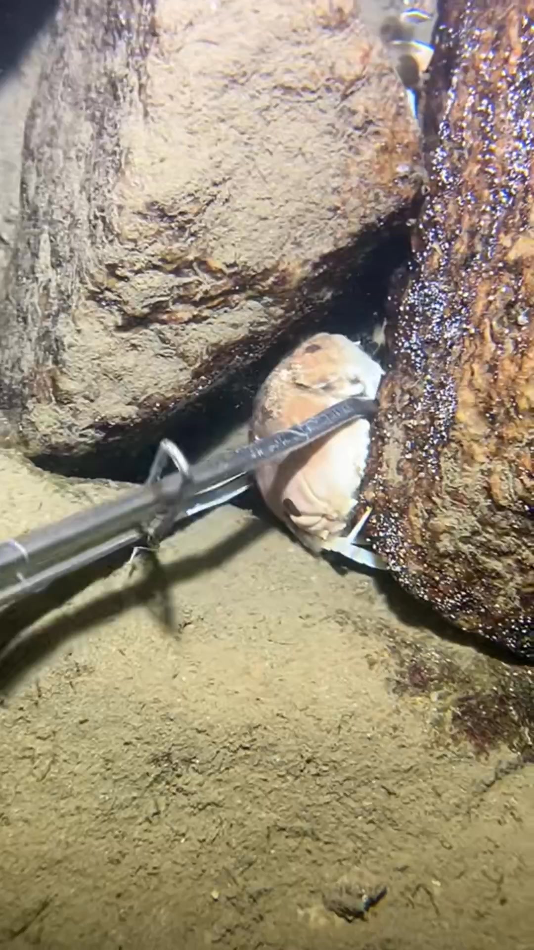 #seaside #crab #fish #seafood #lobster #seangsolofishing #eel #diving ...