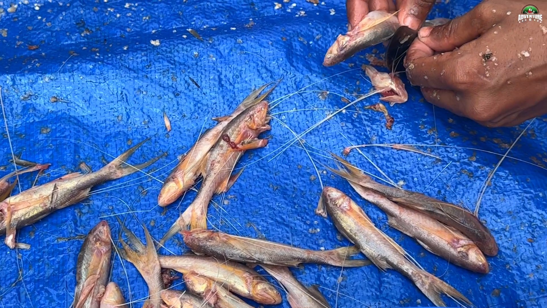 তপসে / রামছোস মাছের দারুণ রেসিপি | Taposhi Fish Cooking in Sundarban ...
