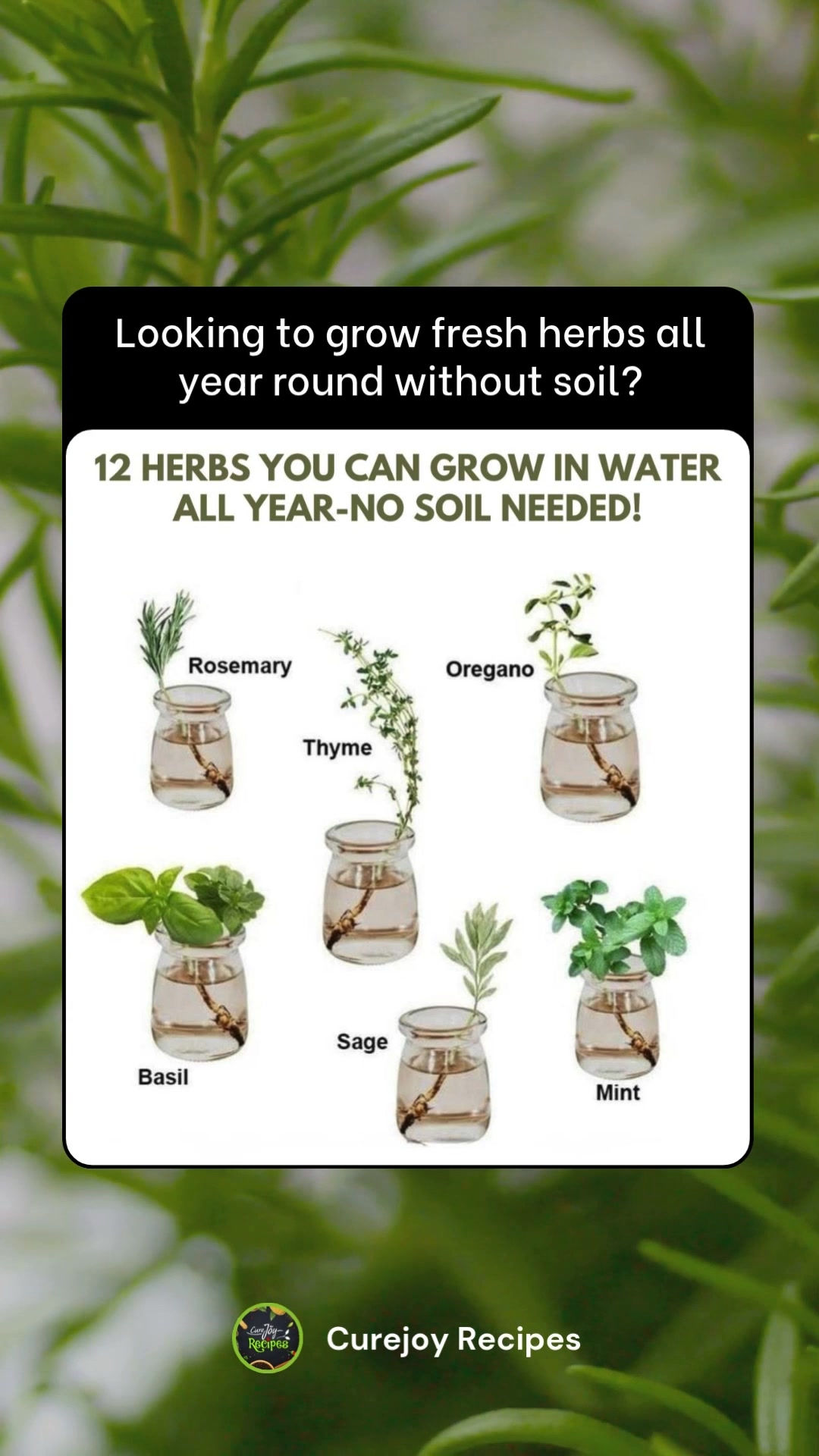 Want fresh herbs all year round without the mess of soil? 🌿 These 12 ...
