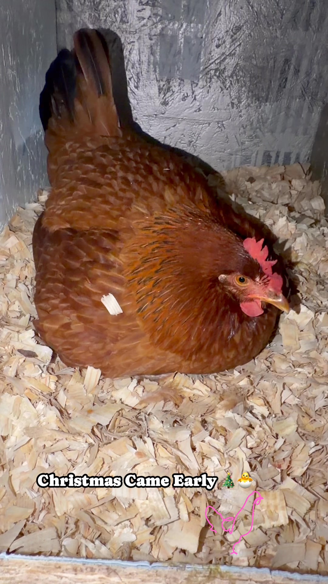 Christmas Came Early 🎄 Our surprise this morning, our RIR had chicks ...