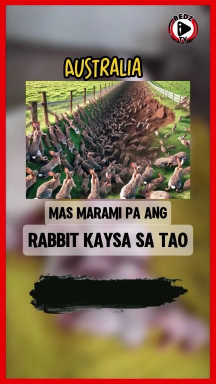 Itinuturing Nilang Peste ang mga Rabbit. #bedztv | BEDZ TV | Facebook
