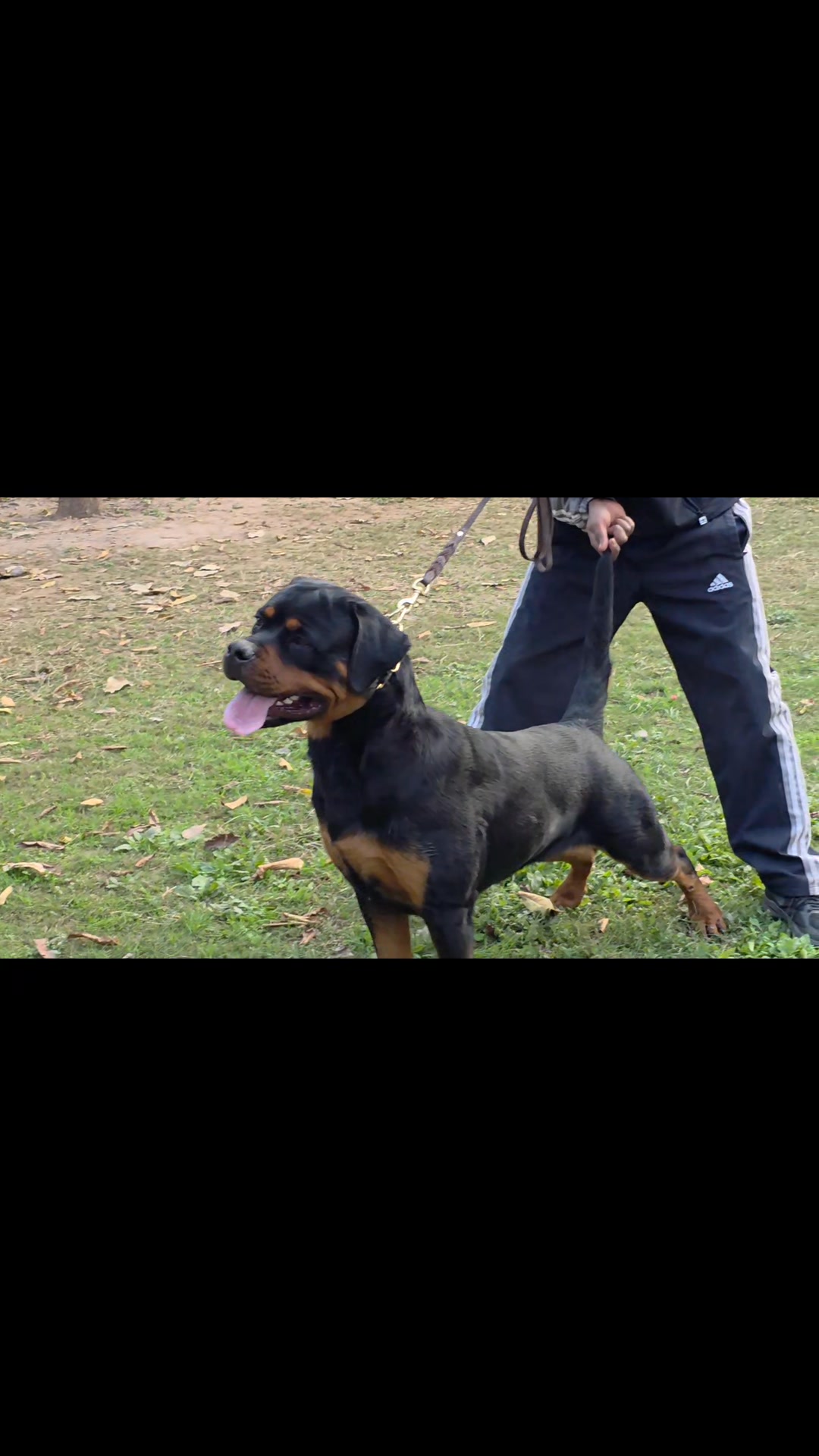 Vom Carnivous Rottweilers | Panchkula
