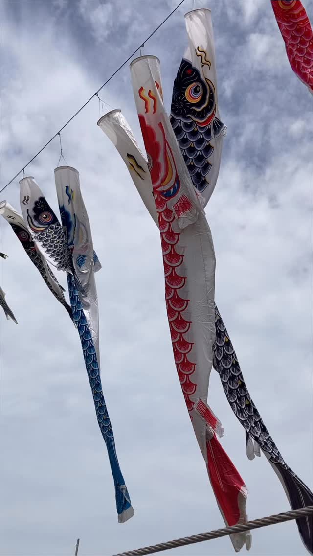 鯉のぼりまつり トラ りゅう のぼり 今日も元気に 泳いでます