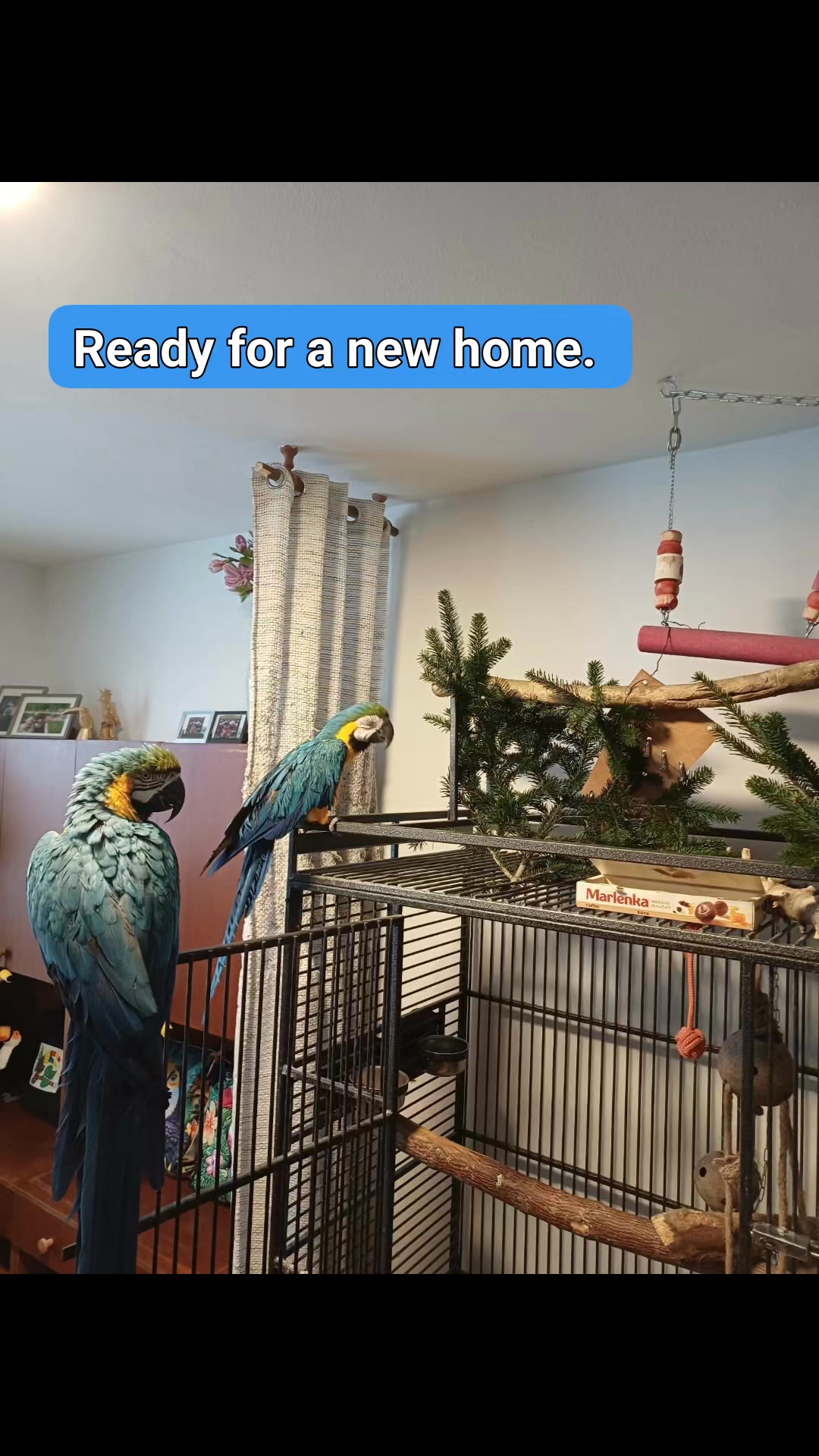 Picture Idea: Pair Of Unrelated Blue And Gold Macaws Martin Bird