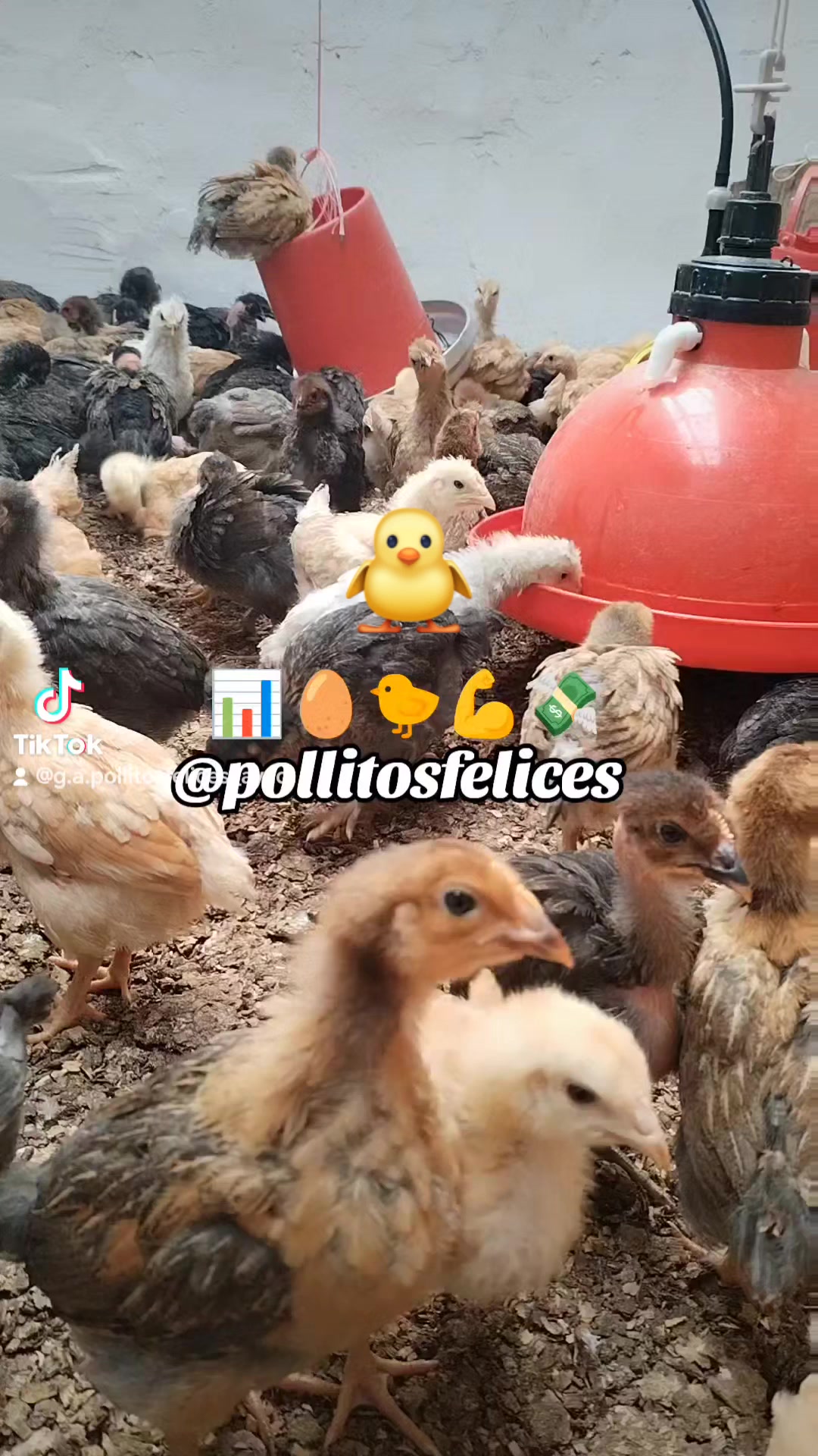 Granja Avícola 