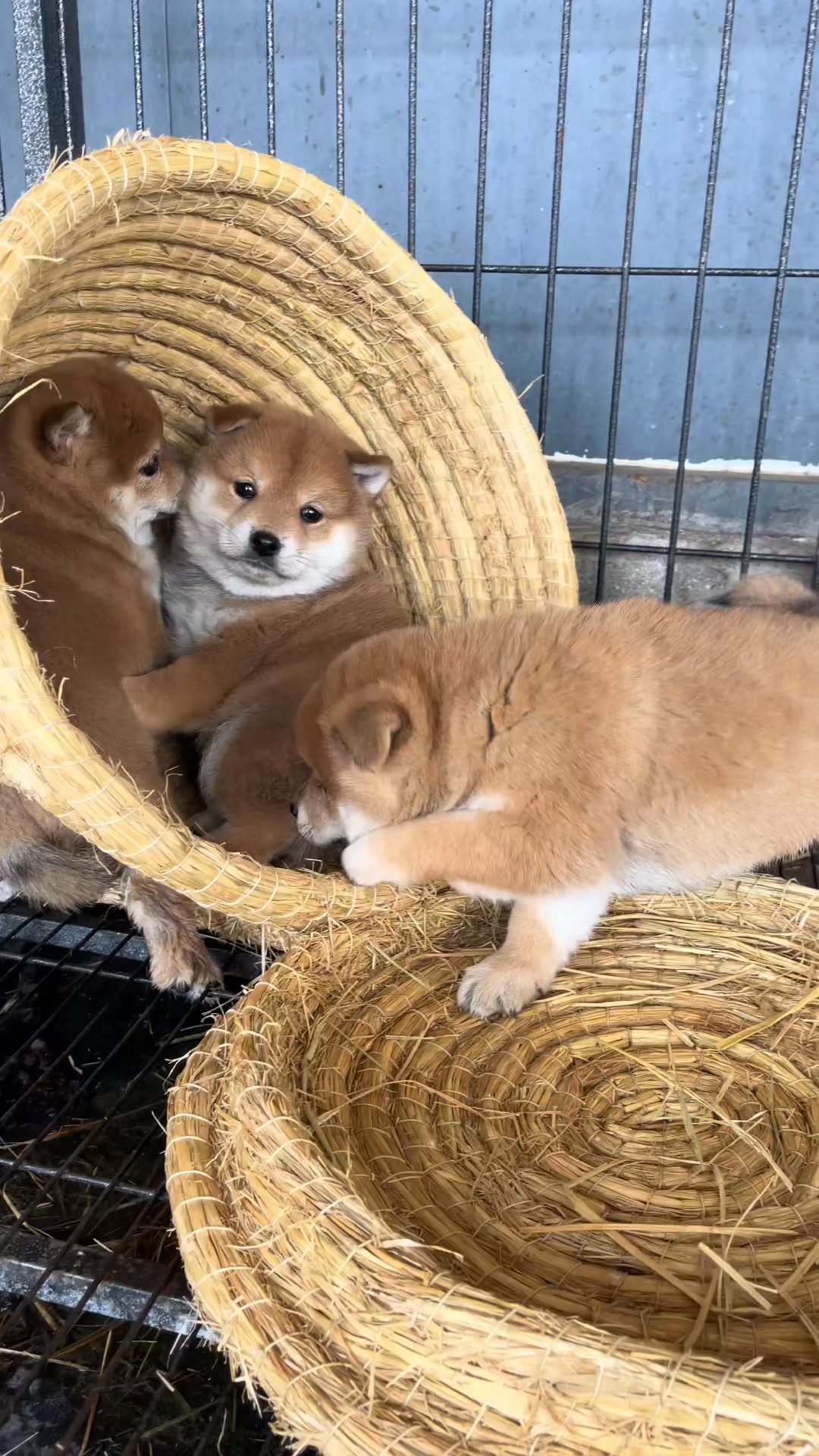 刚出窝的胆子都太小了 #小奶狗🐶#柴犬宝宝 #柴犬幼柴 | 柴柴小八嘎 | Facebook