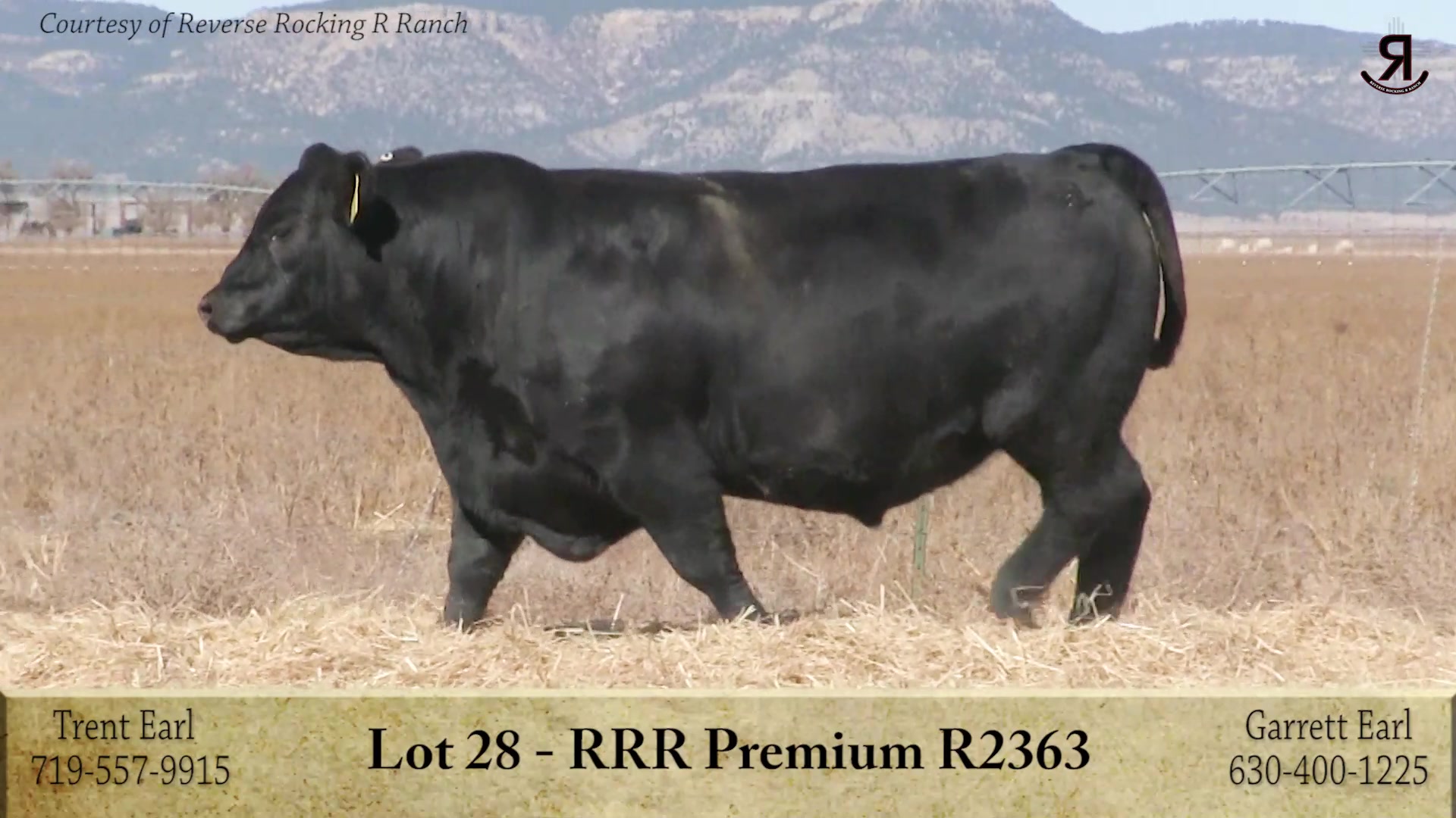 RRR Isabel R2638 Reg# 19211610... - Reverse Rocking R Ranch | Facebook
