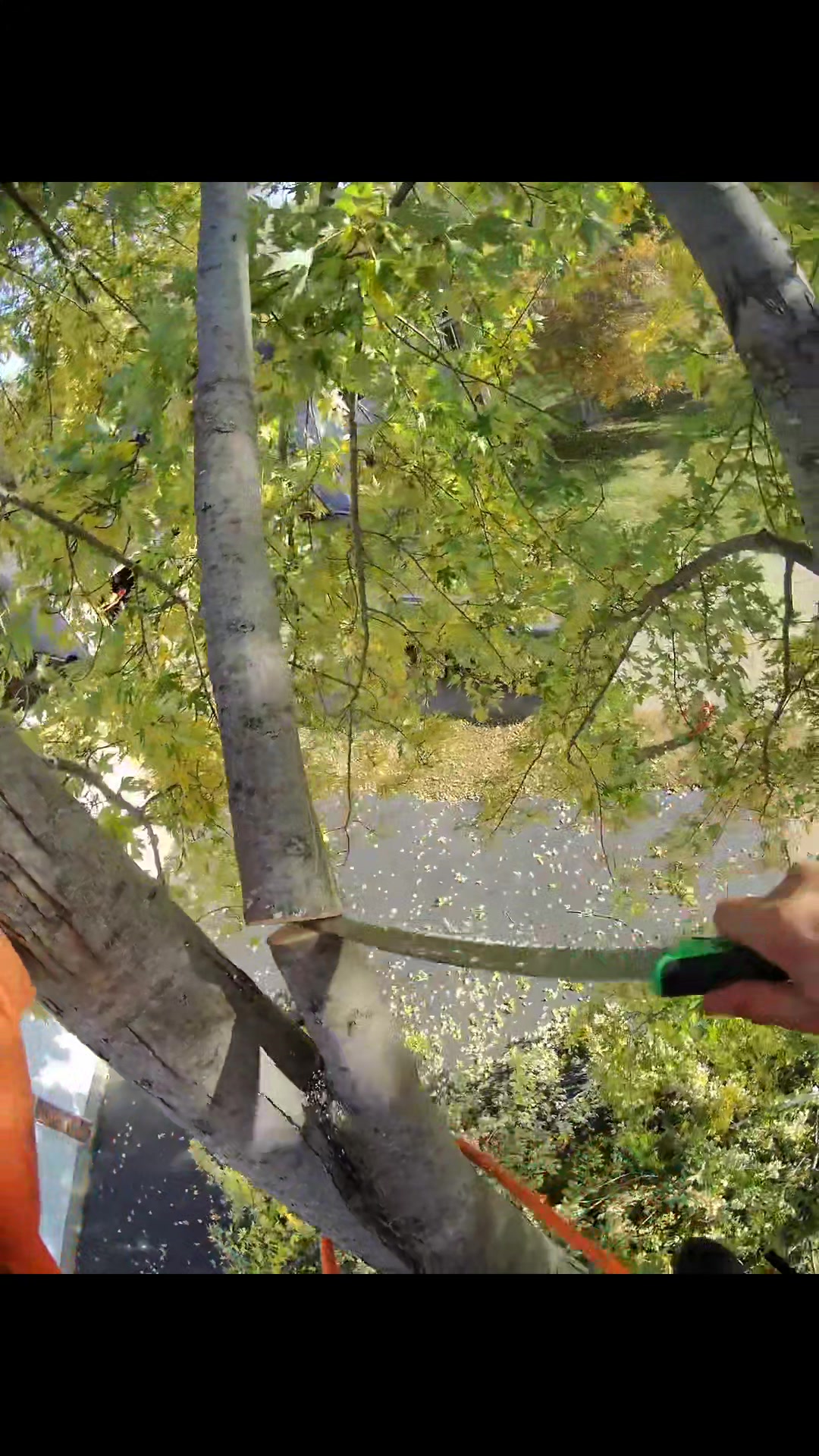 Tree Removal #viralreels #reelsvideo #usareels #treeclimbing # ...