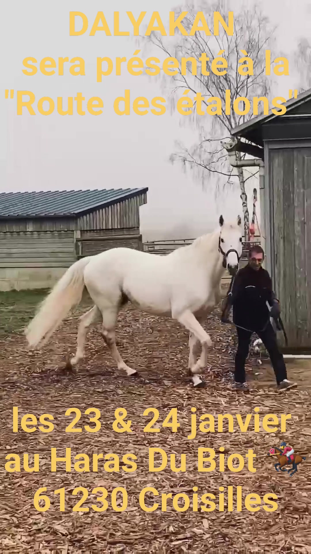 DALYAKAN, Tb stallion at stud in France, standing Haras Du Biot