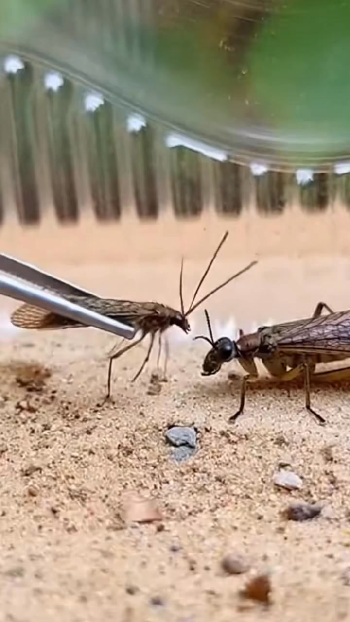 Two Insects 🐜🐞 — on a sunlit leaf, two tiny insects face off in a ...