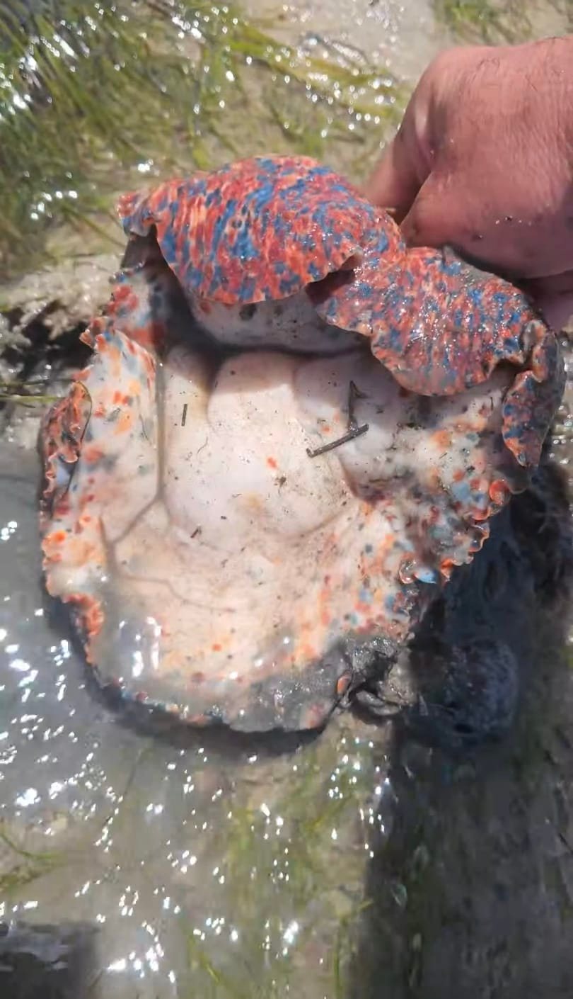 The snail of the giant sea, | Ismail jlaida. | Facebook