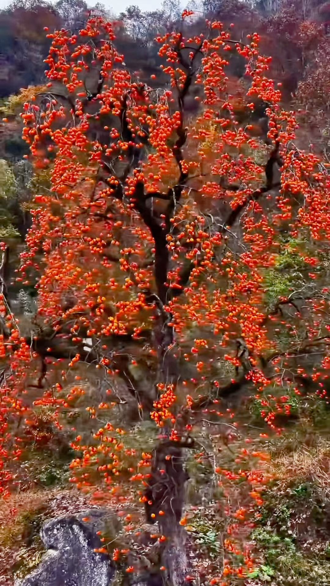 柿柿如意，甘肅省徽縣冬日的柿子樹。 The persimmon trees of winter in Hui County, Gansu ...