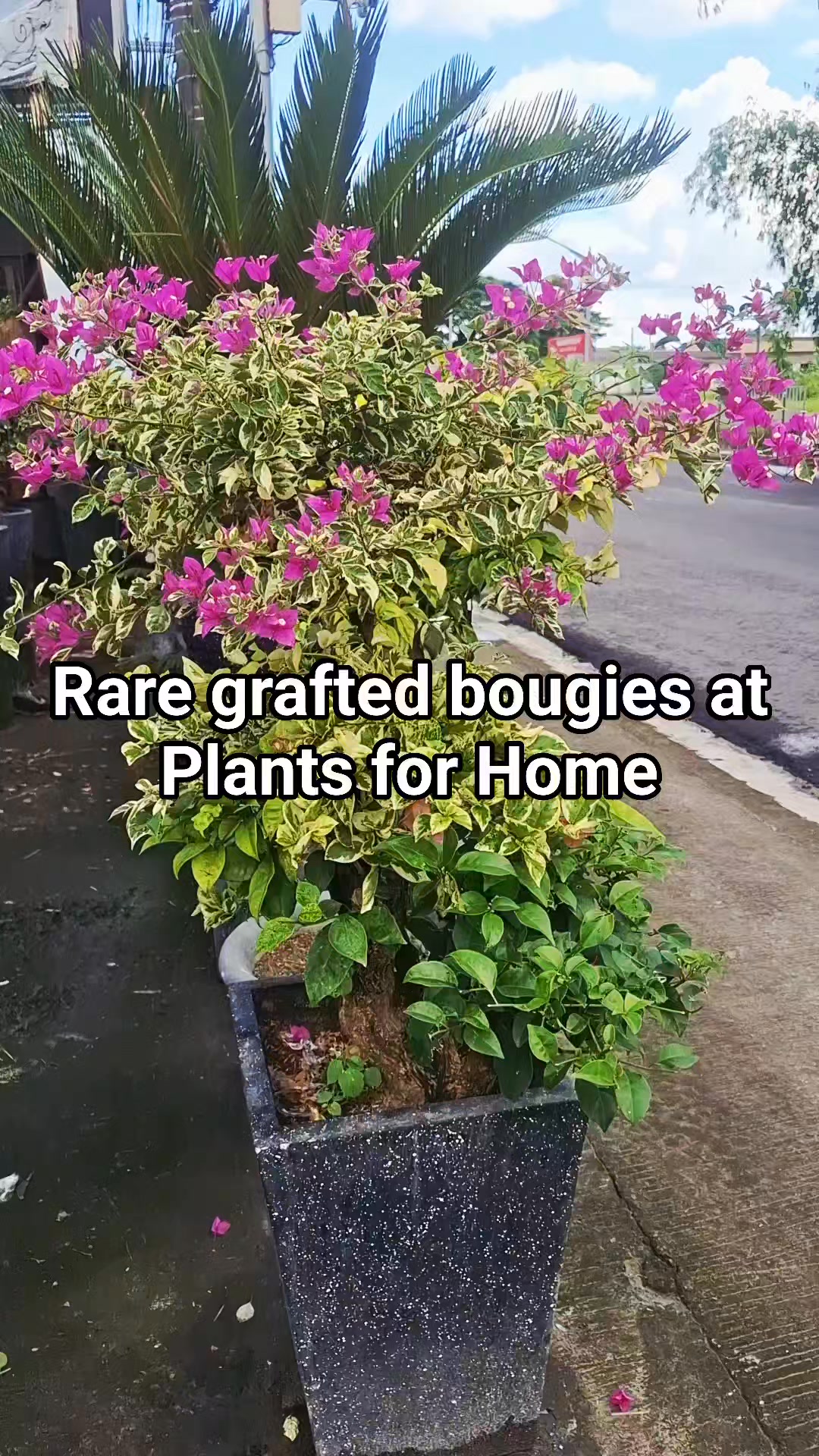 Grafted bougies at Plants For Home by Lito Dimaculangan # ...