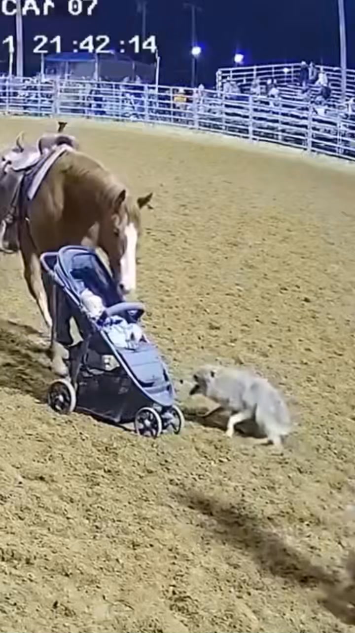 That horse is worth his weight in gold! #baby #horse #rodeo # ...