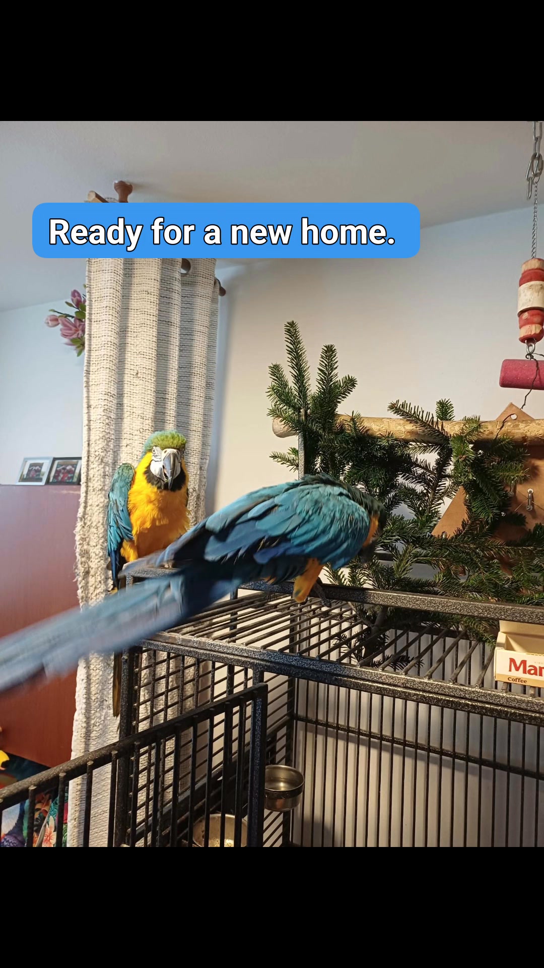 Illustration of Bird Cage Frames For Blue Gold Macaws