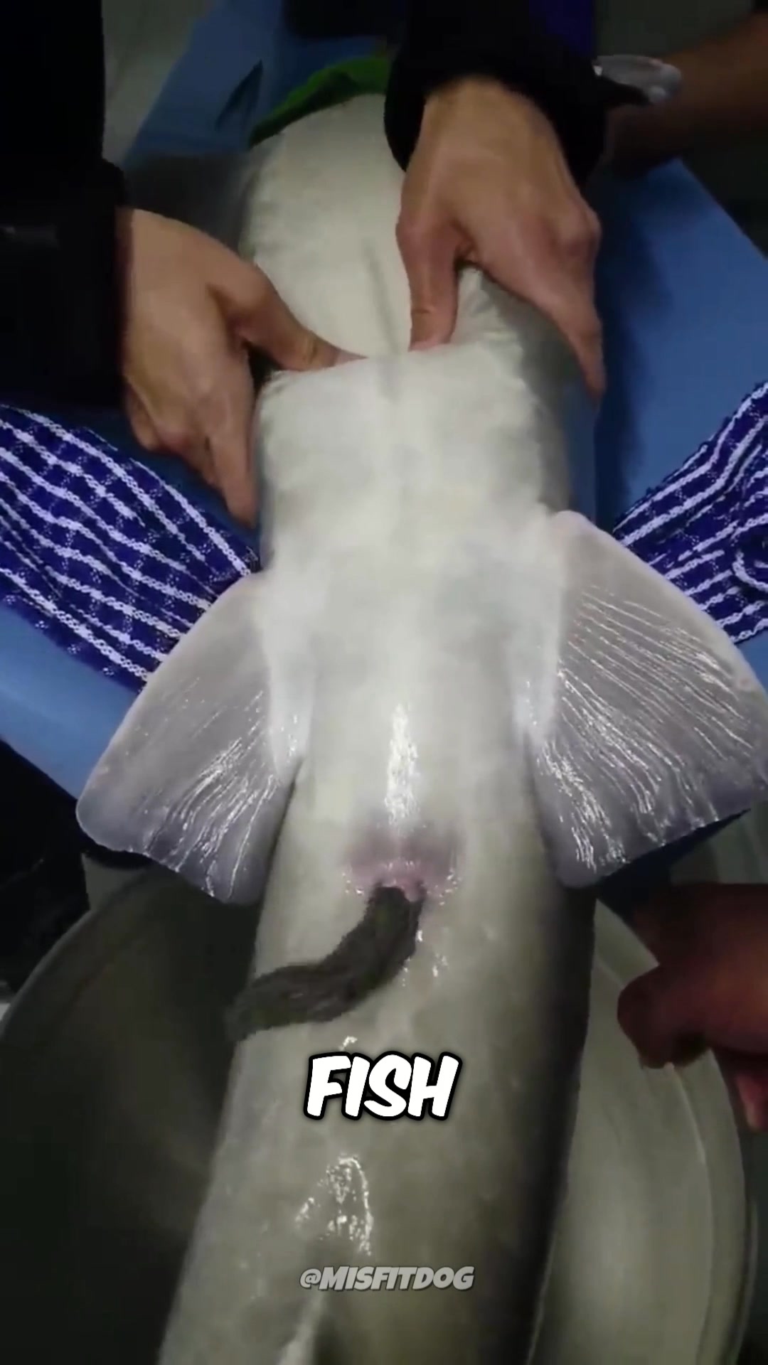 Animals That Explode Like A Bomb! 😱 #animals #bombs #animallifestyle # ...