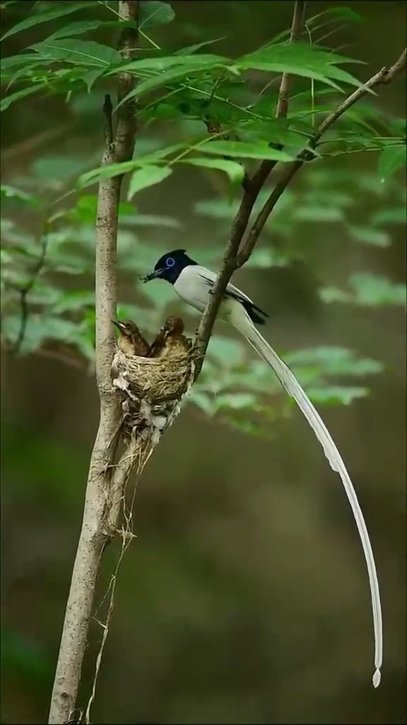 Amur Paradise Flycatcher (寿带鸟, Terpsiphone incei) feeds the