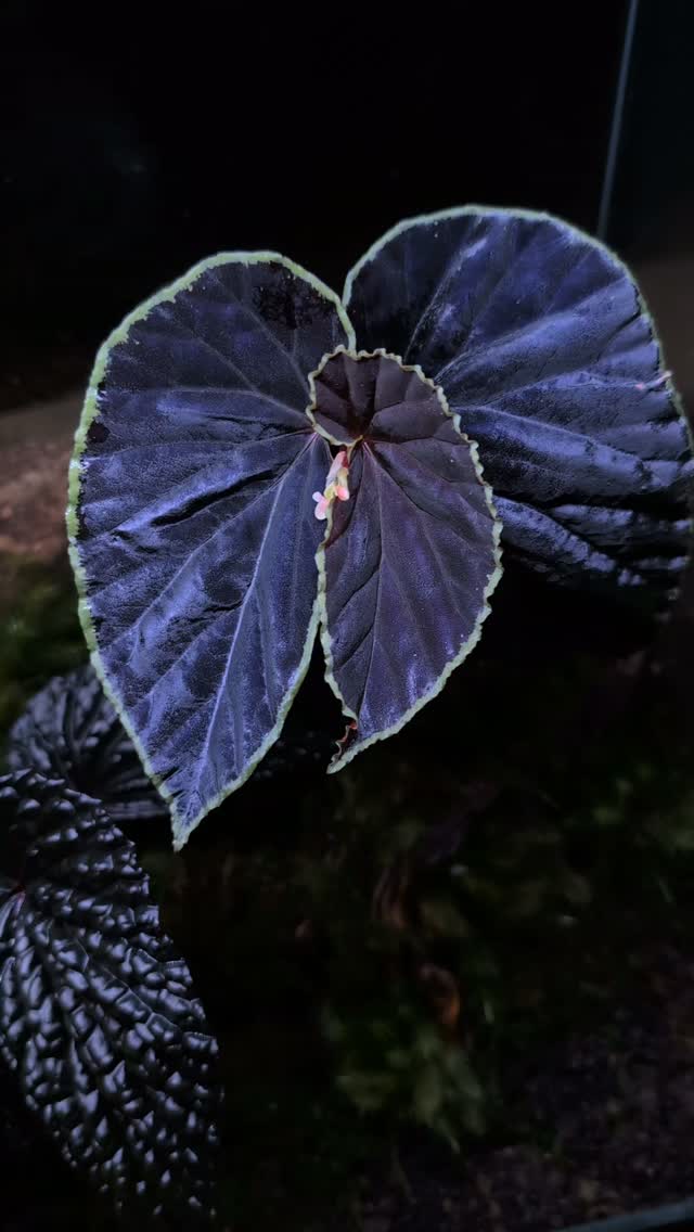 Begonia lugonis / ベゴニア・ルゴニス エクアドル固有の原種ベゴニア