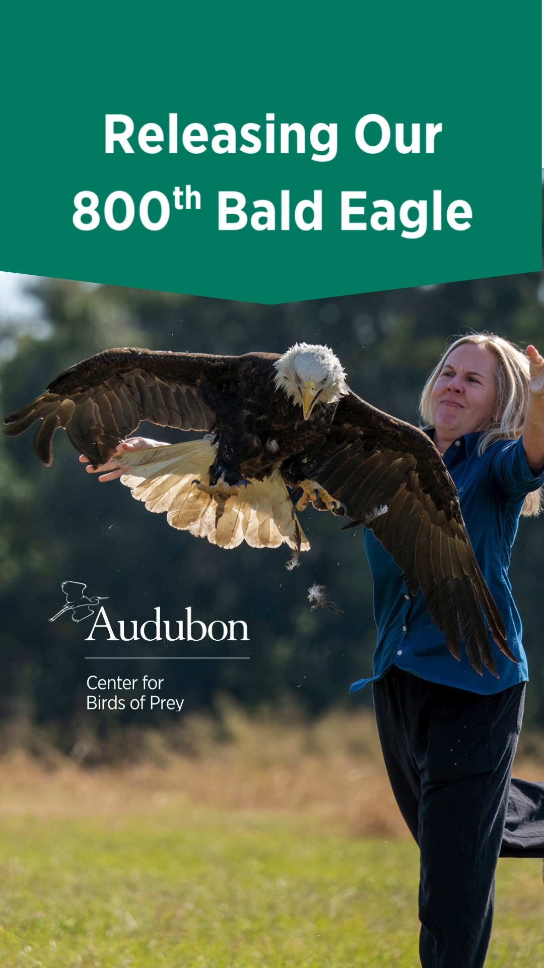 On November 21, the Audubon Center for Birds of Prey released its 800th ...
