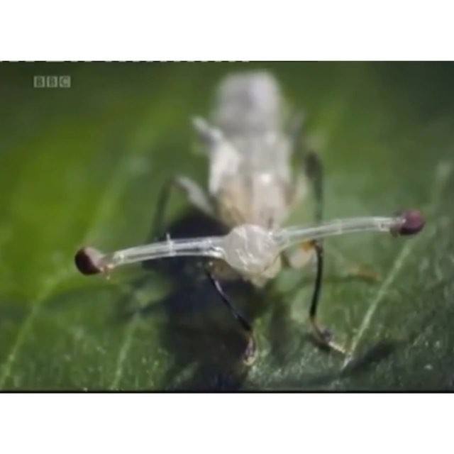 Stalk-eyed flies are insects of the fly family Diopsidae. The family is ...