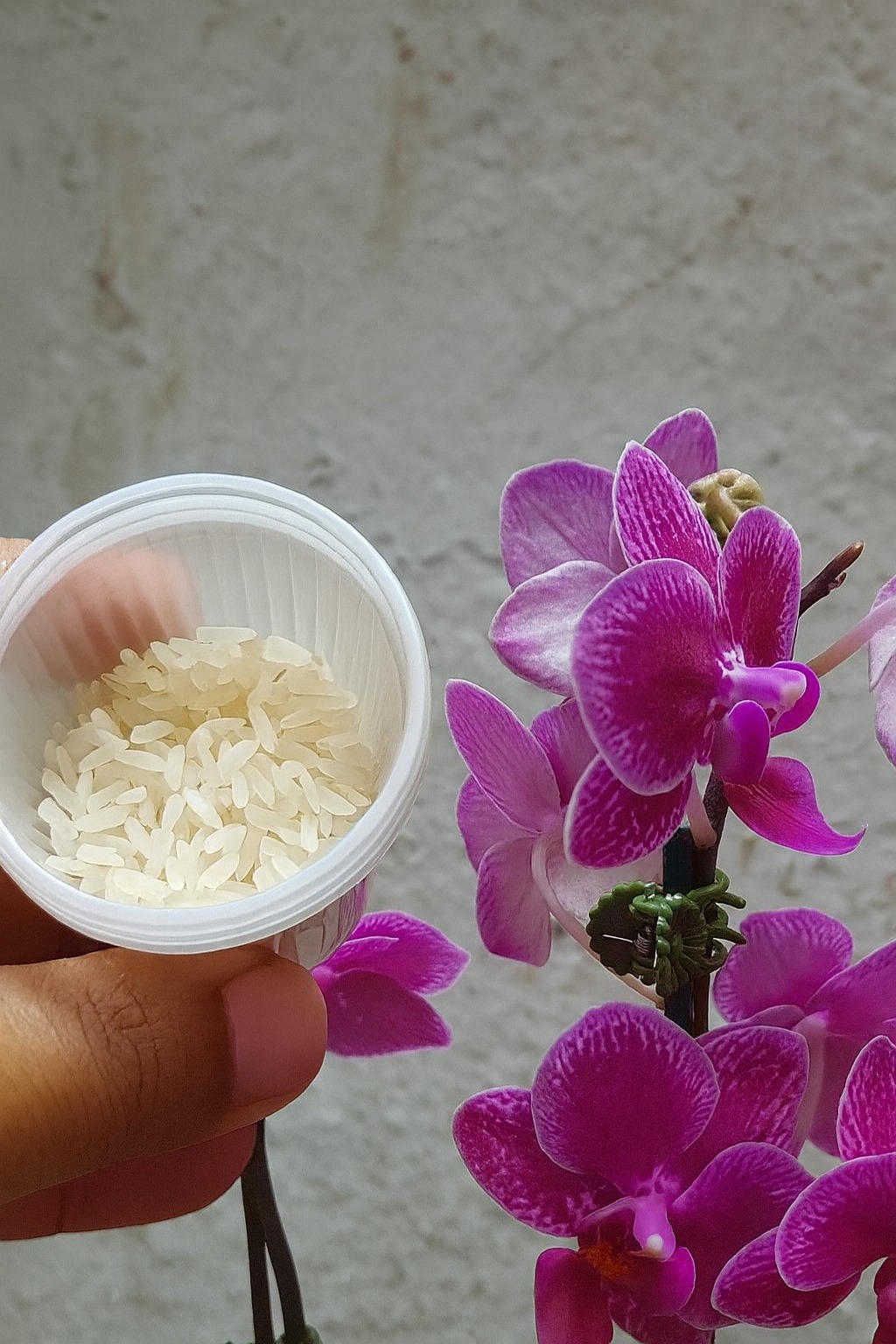 A small handful of rice will be the best fertilizer for orchid leaves ...