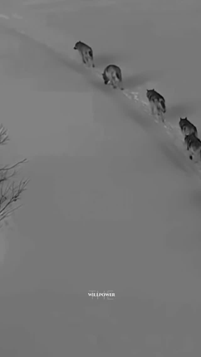 The Strength of the Pack 🐺 Wolves don’t move randomly every step has ...