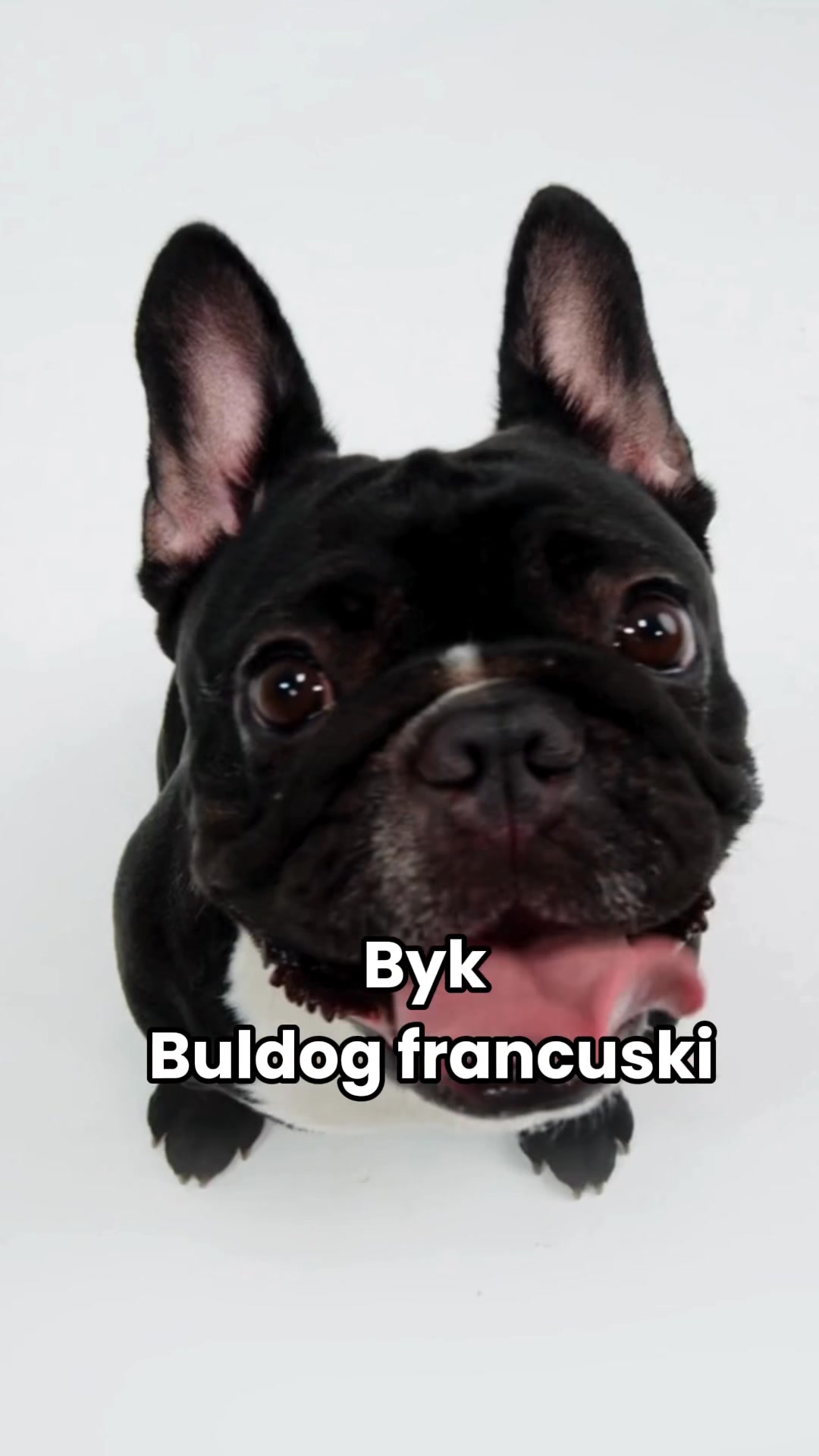 Każdy znak ma swój psi odpowiednik - sprawdź czy jesteś wiernym ...