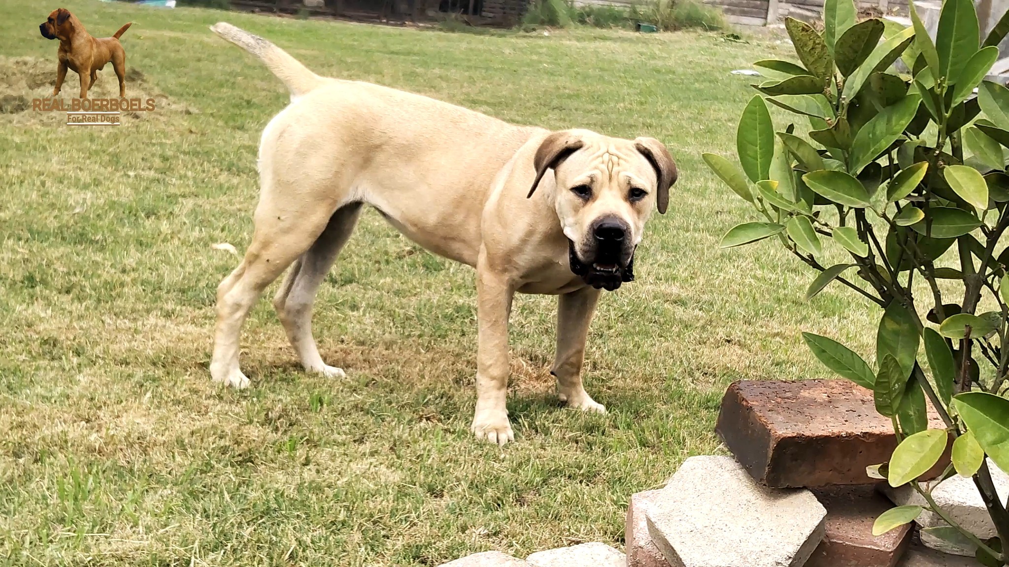 A peaceful moment at home as Girlie, a 7-month-old Boerboel dog ...