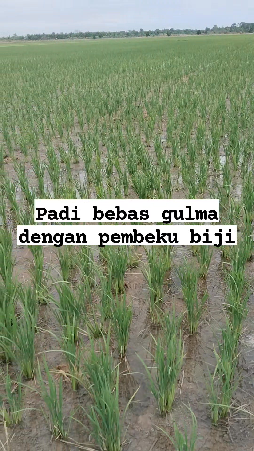 Padi umur 22 hst aman dari gulma #gulma #petanimilenial #padi | Widi ...