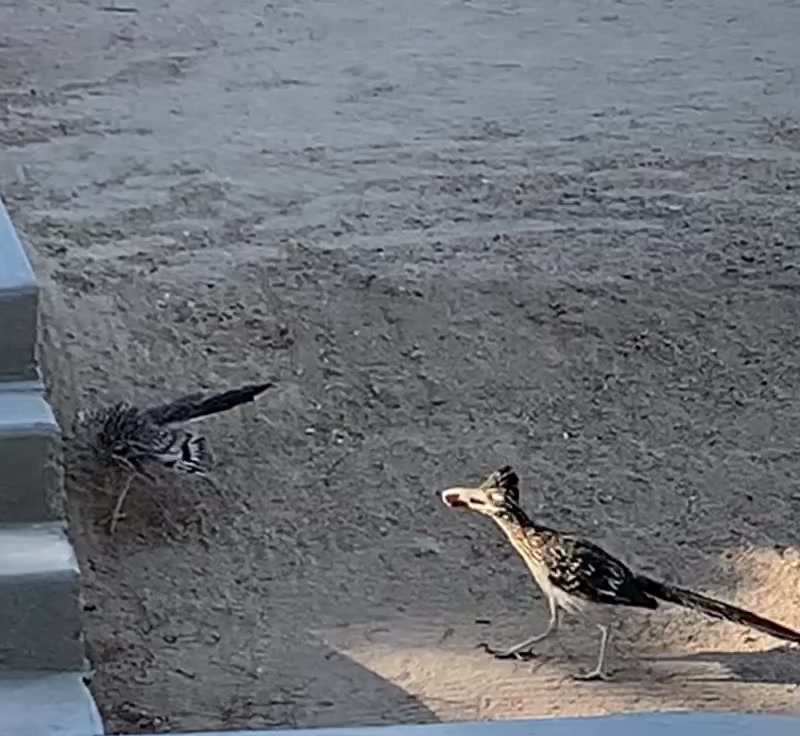 Roadrunners make distinctive clicking noise in the high desert