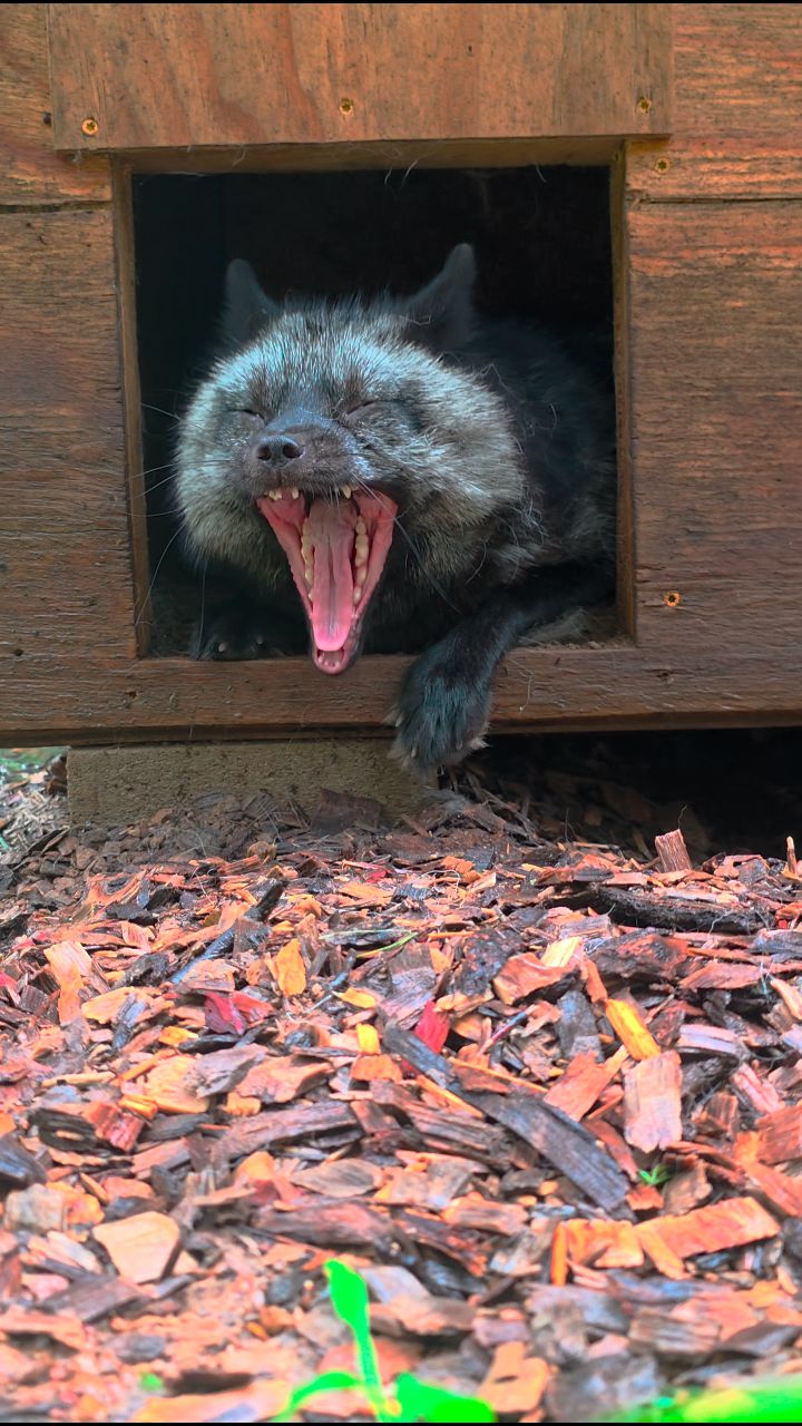 Maple Red Fox enjoying a quiet moment in his den box 🦊💤 Red foxes ...