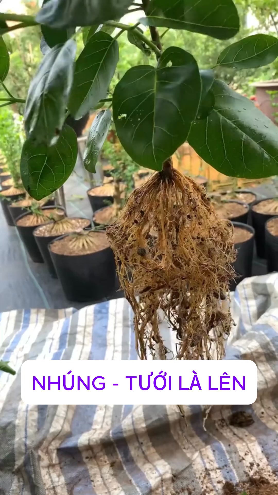 💥 SIÊU KÍCH RỄ NỘI ĐỊA TRUNG Siêu phẩm chăm cây – phiên bản nâng cấp ...
