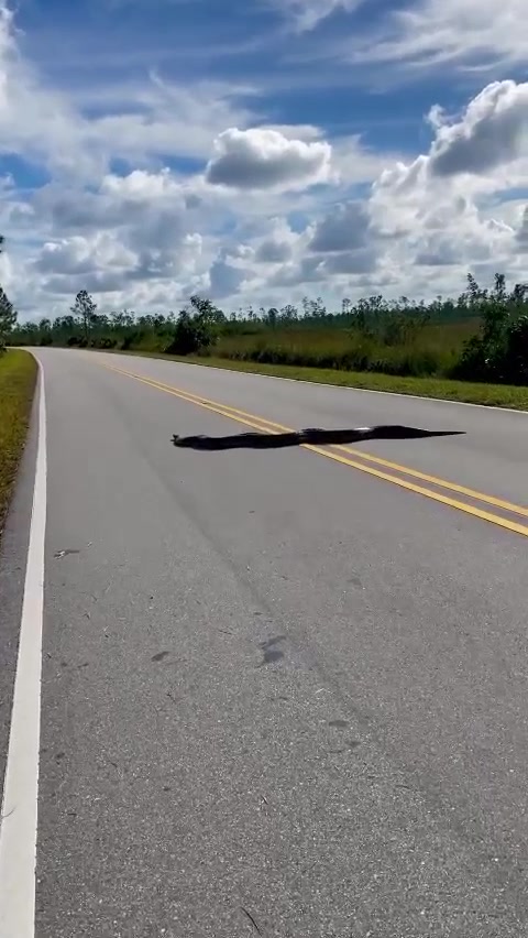 🐍MASSIVE PYTHON👀 Look at the size of this Burmese python seen crossing ...
