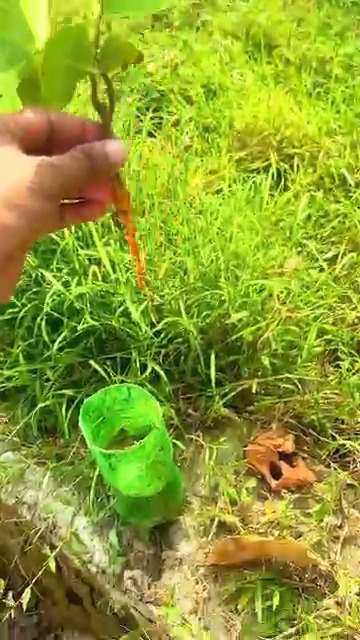 How to transplanting a mini Banyan tree in India / best way to ...