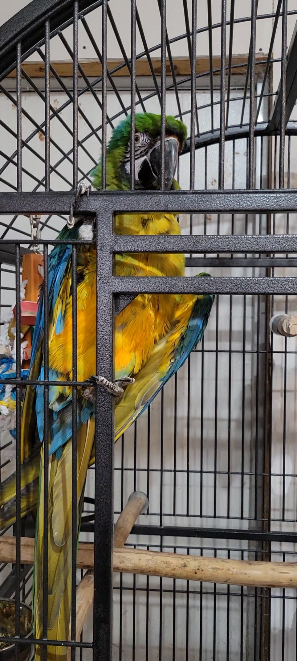Curated visual reference: Visual Reference: The G23 Miligold Macaw Is Doing So Much Better He