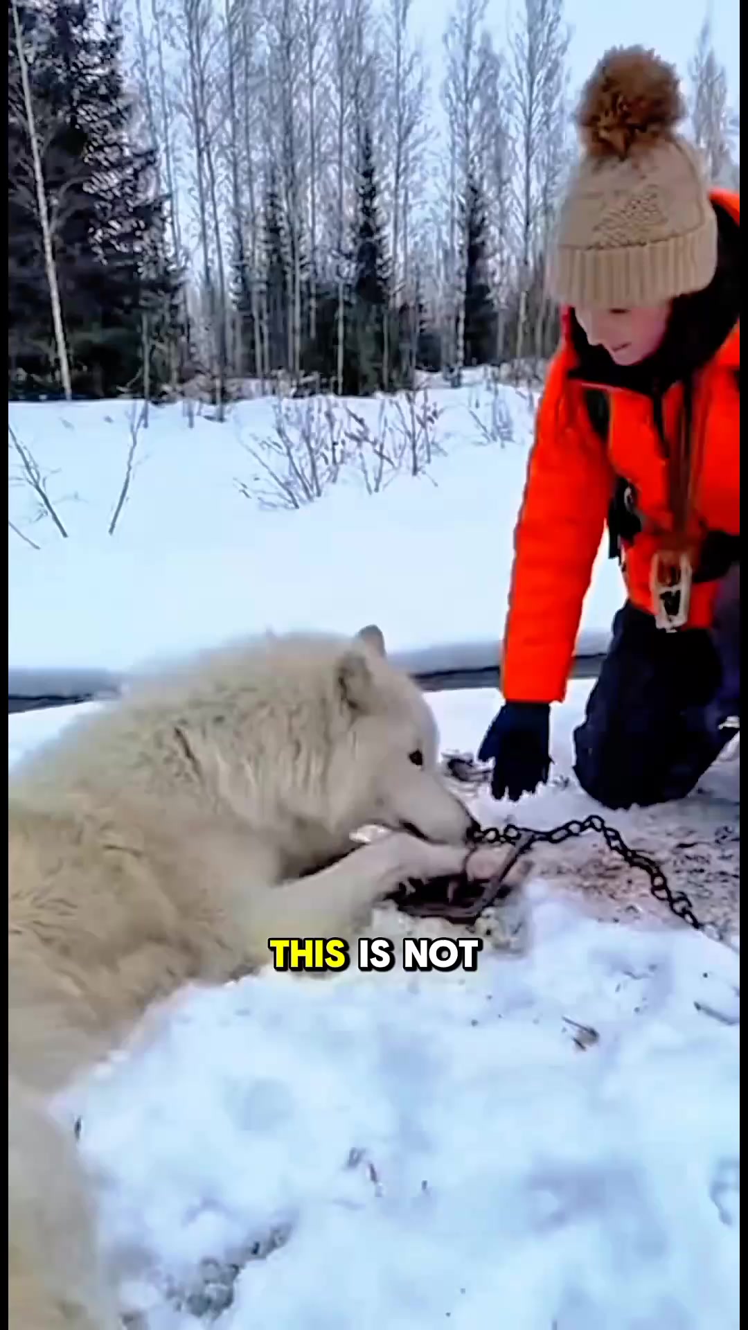 #AnimalRescue #WildlifeRescue #DeerRescue #KindnessMatters # ...