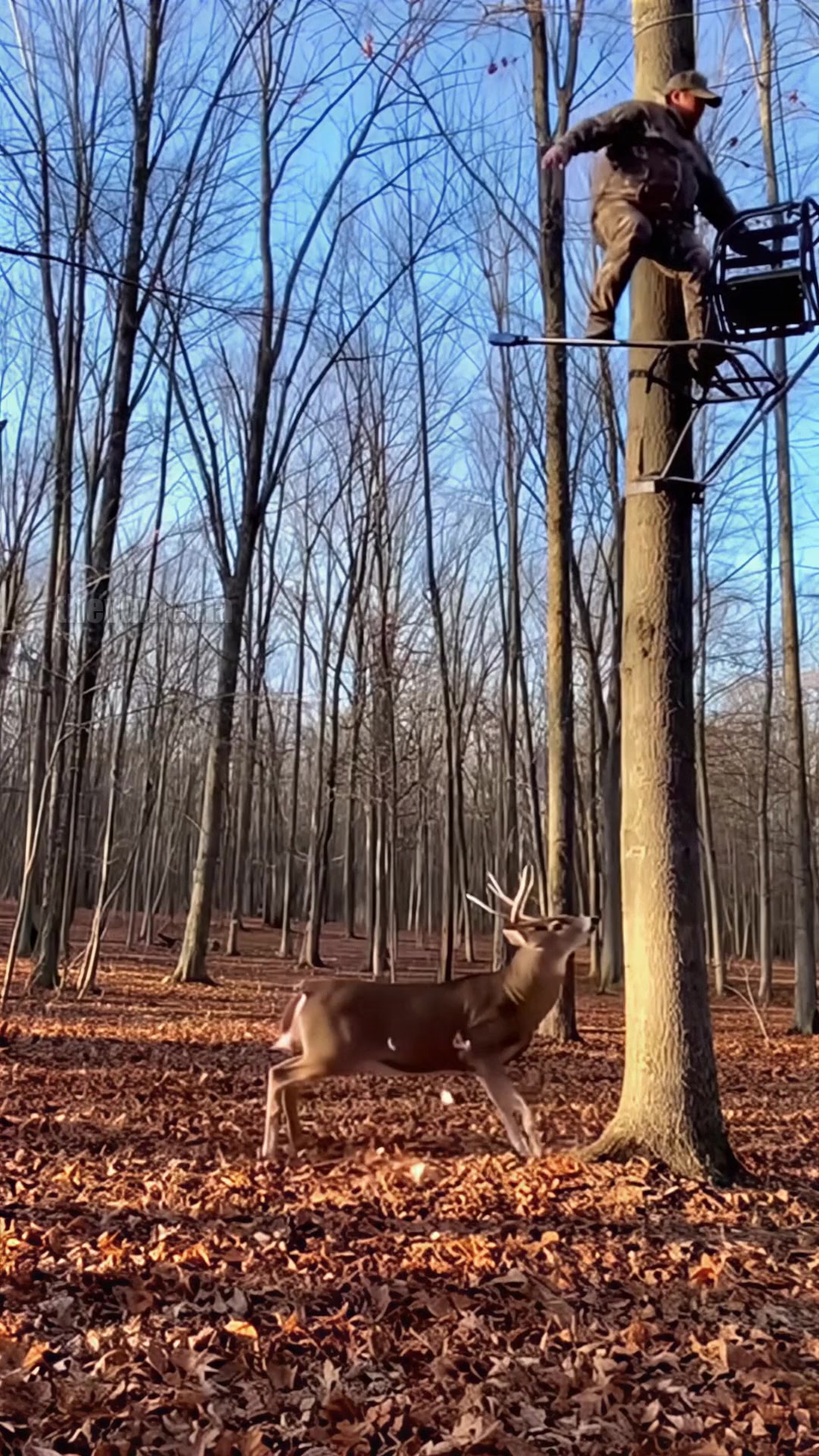 The hunter was ready, but the deer was readier. Instead of offering a ...