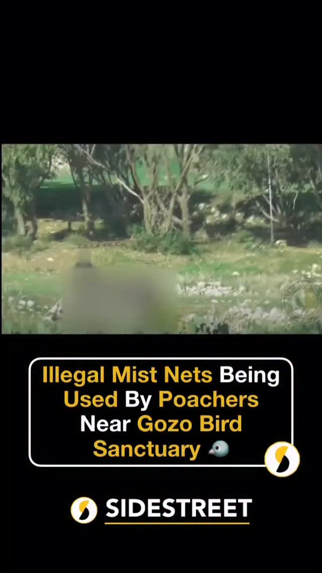 the-malta-ranger-unit-posted-a-video-showing-illegal-mist-nets-being